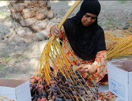 تاثیر مشاغل خانگی بر وضعیت زنان روستایی